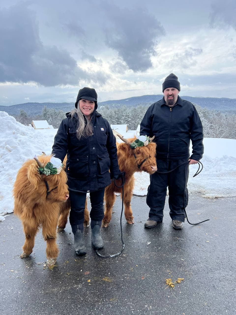 Angela and Jesse Klayman with Highland calves
