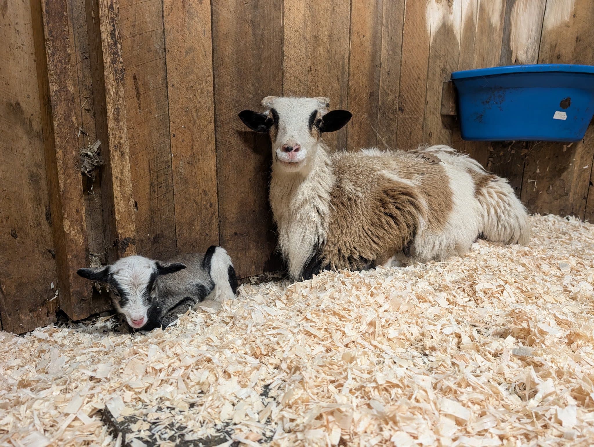 Painted Desert Sheep at Moonlight Run Farm